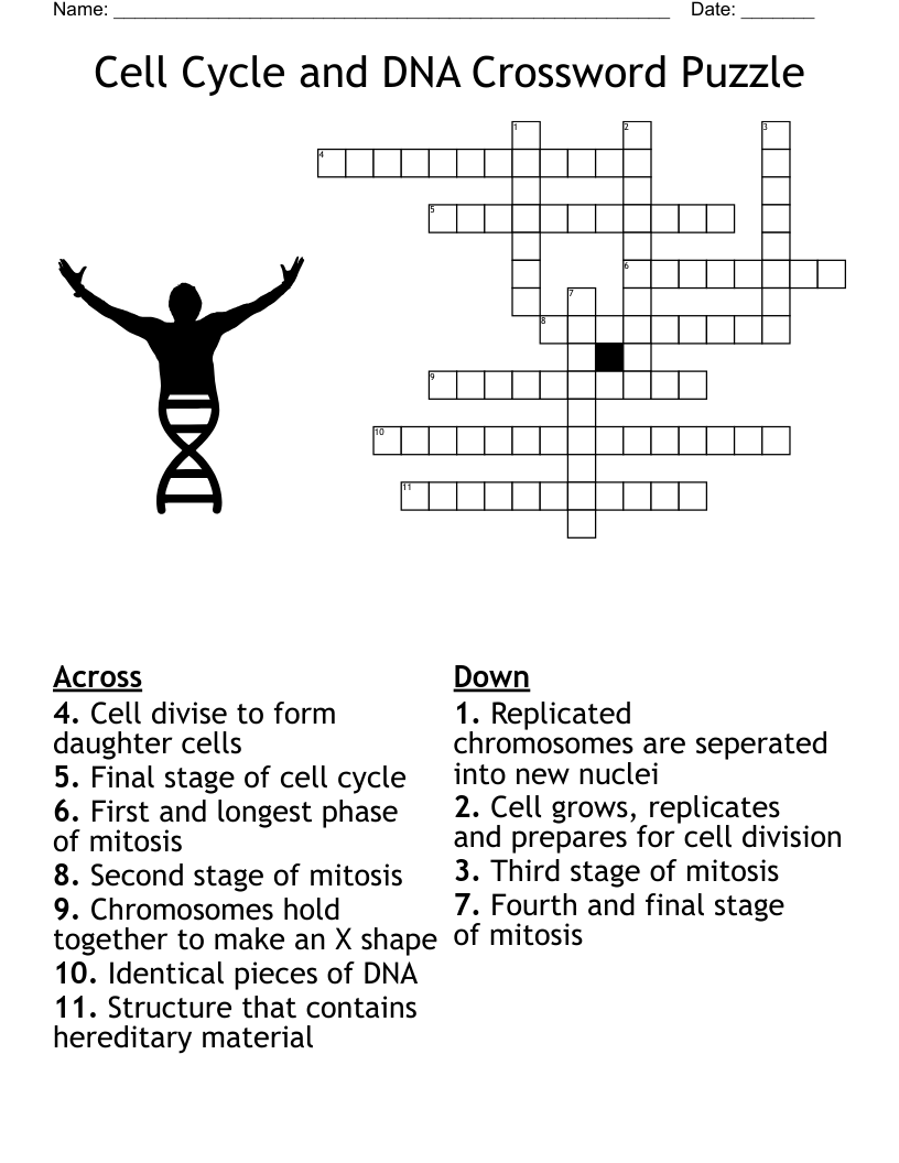 Cell Cycle and DNA Crossword Puzzle
