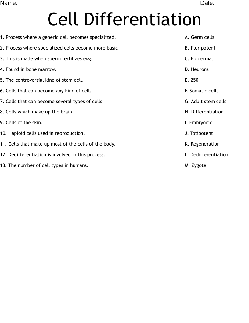 Cell Differentiation Worksheet