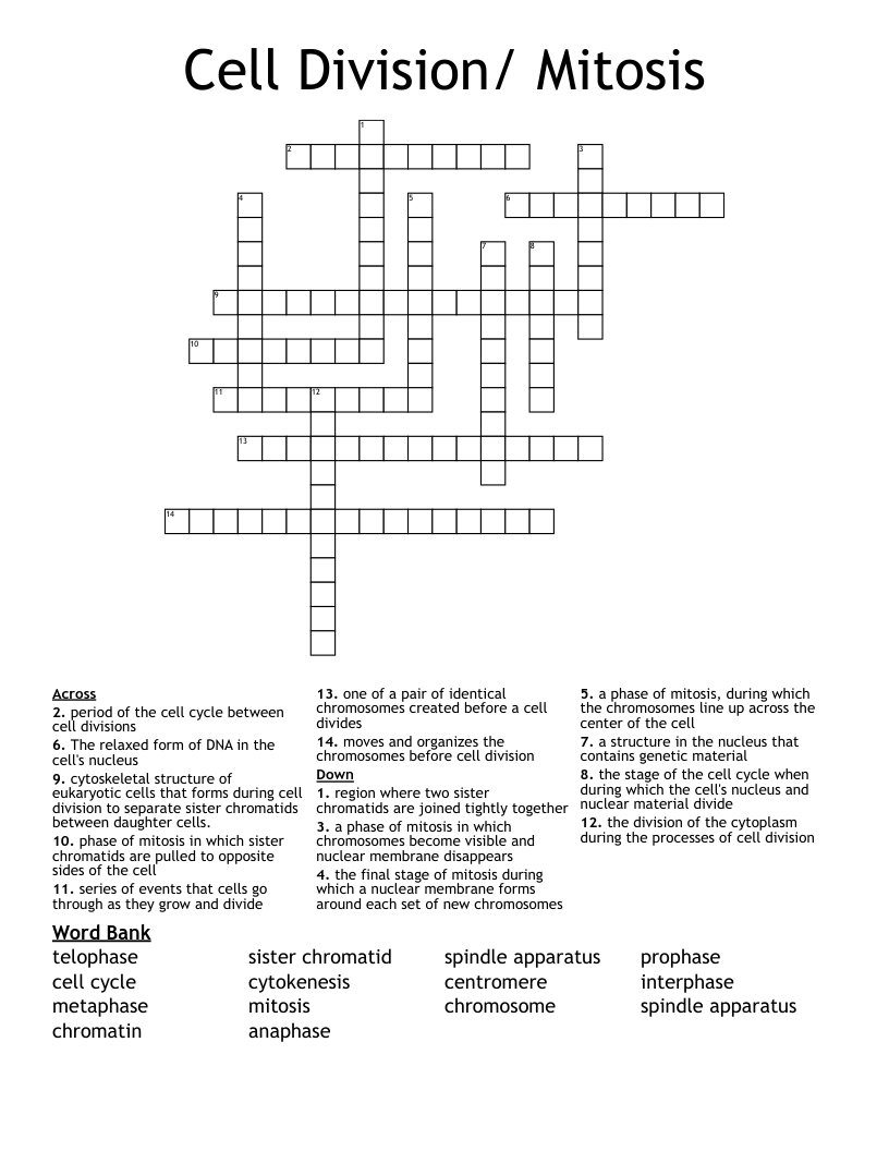 Cell Division/ Mitosis Crossword