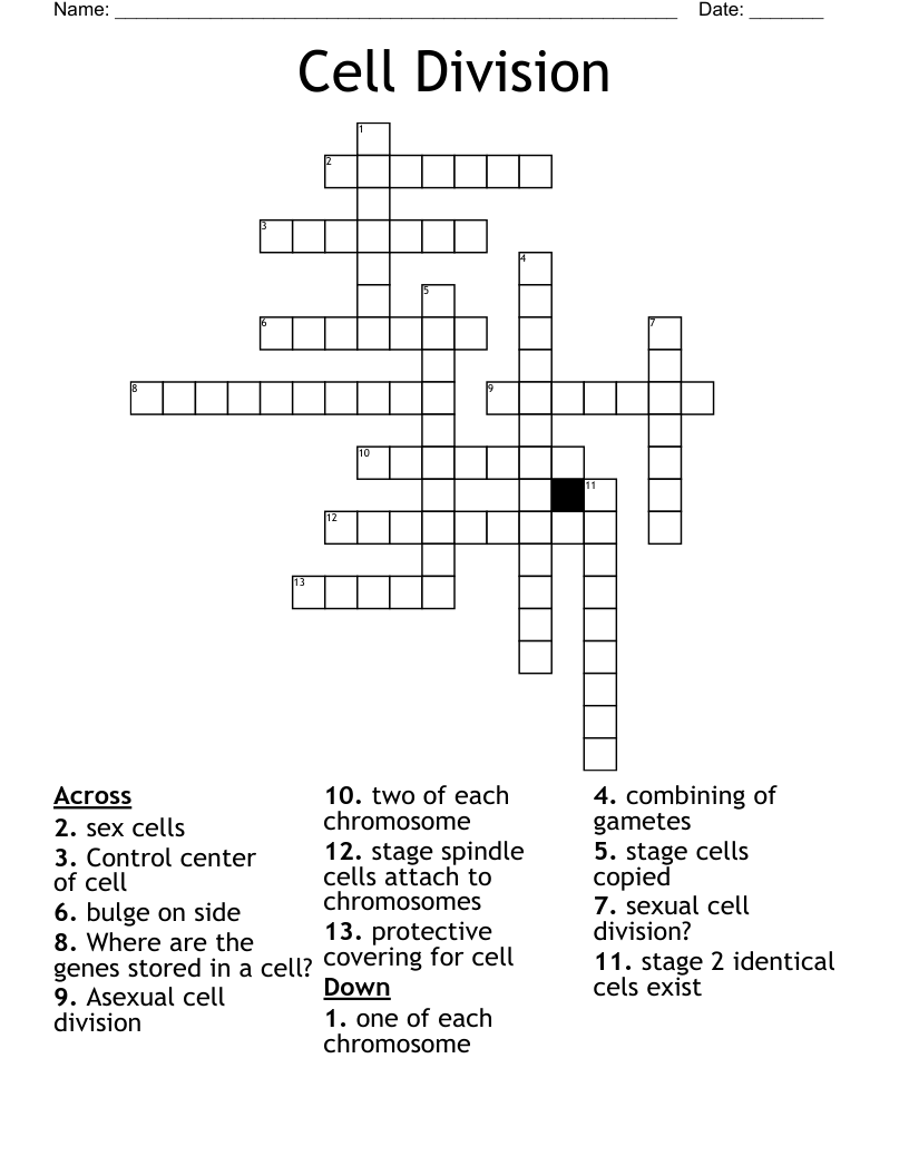 Cell Division  Crossword