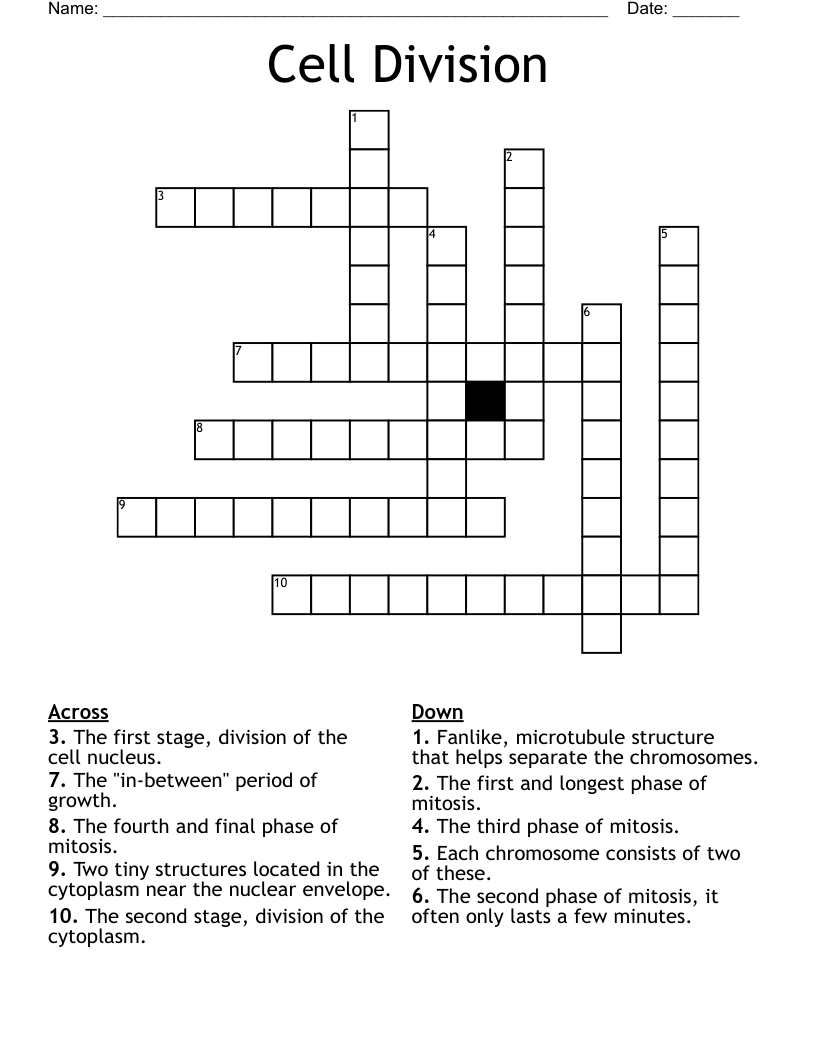Cell Division  Crossword