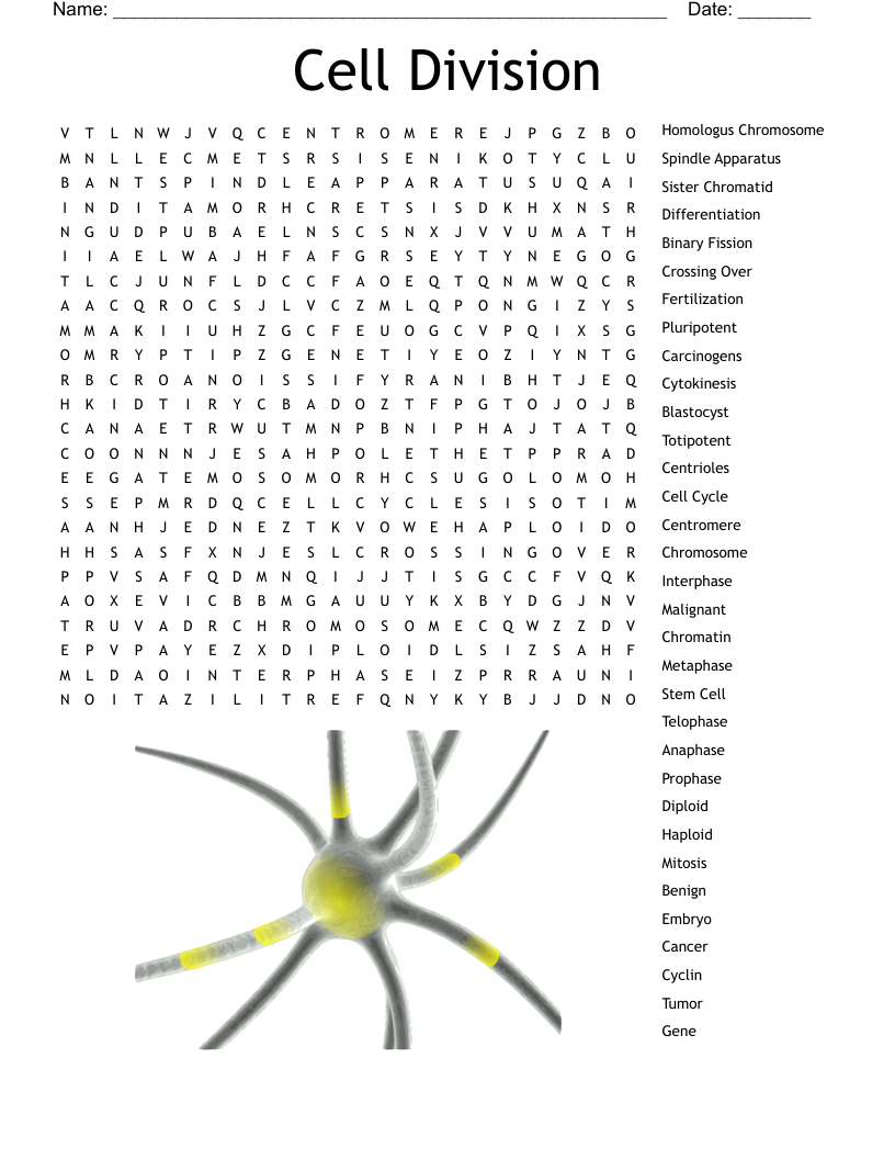 Cell Division  Word Search