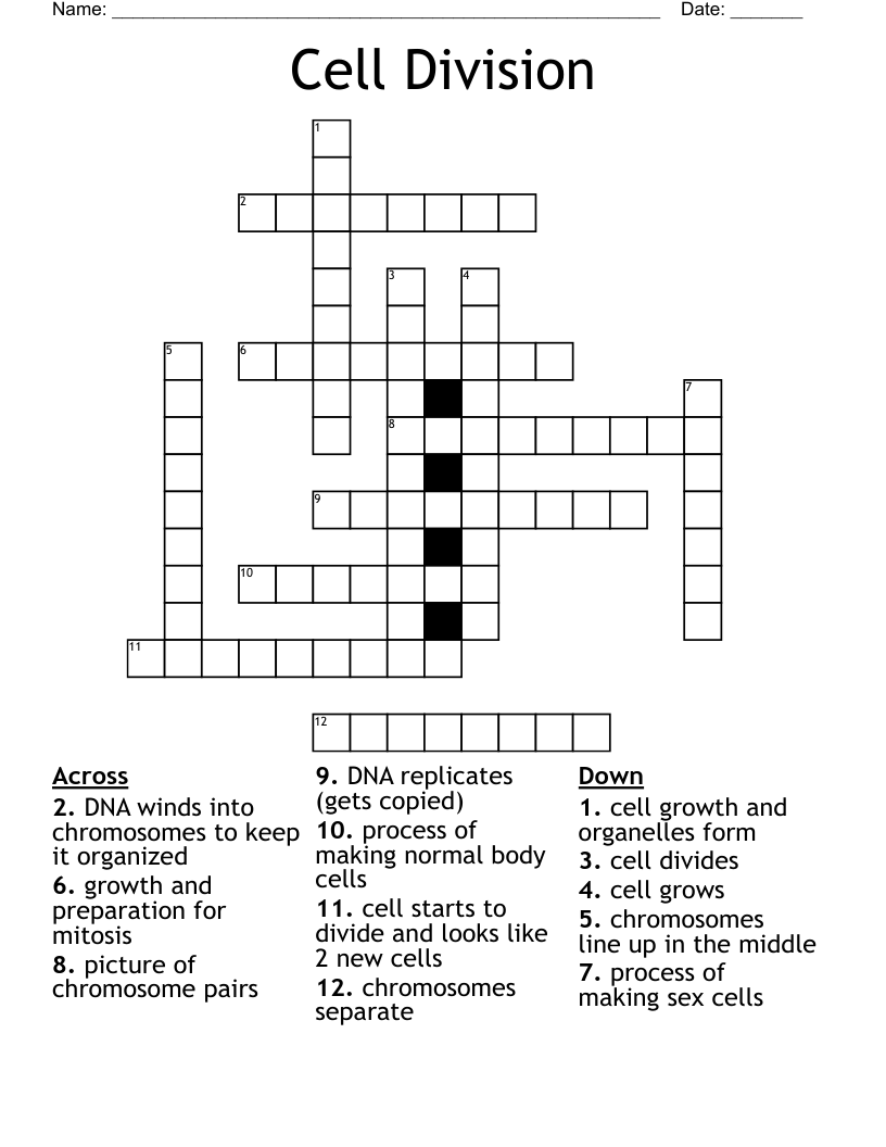 Cell Division  Crossword