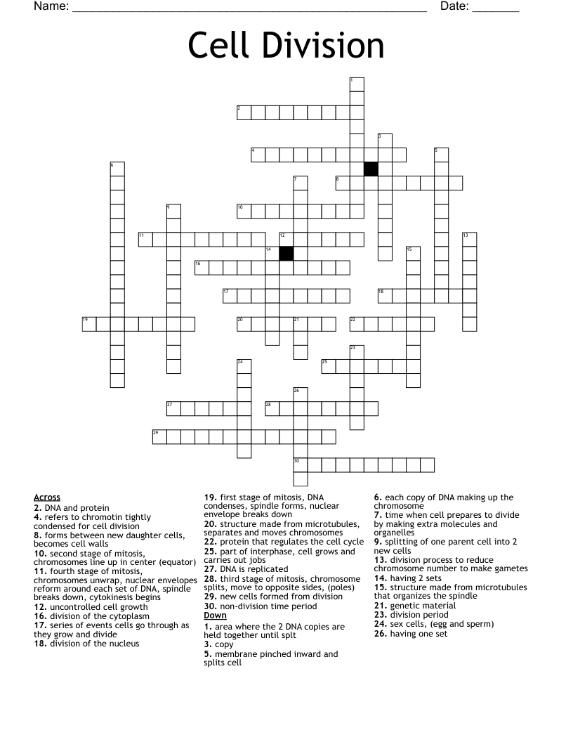 Cell Division  Crossword