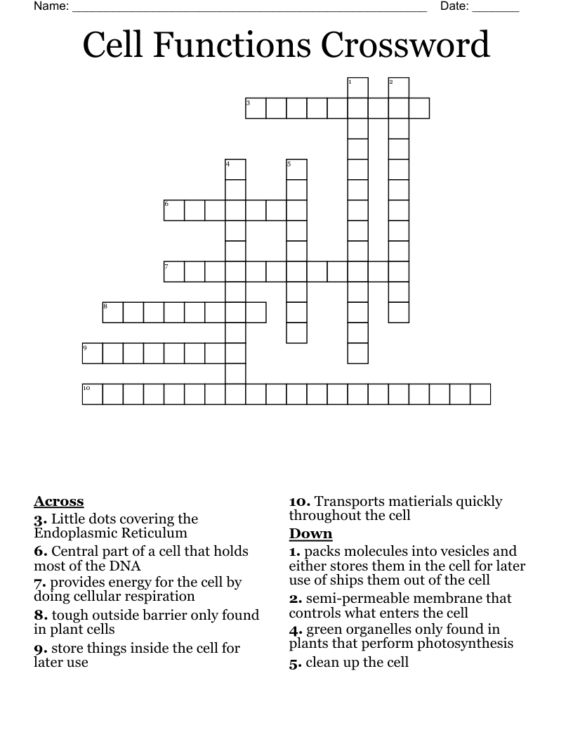 Cell Functions Crossword