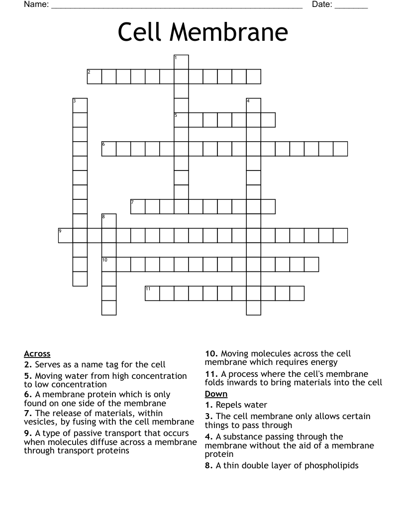Cell Membrane Crossword