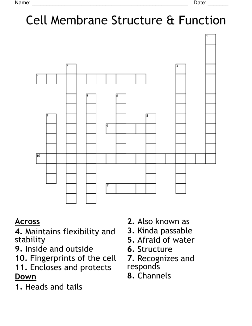 Cell Membrane Structure & Function Crossword