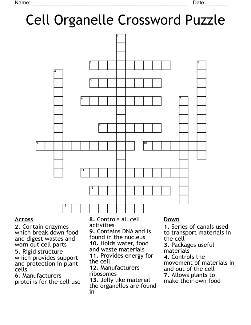 Cell Organelle Crossword Puzzle