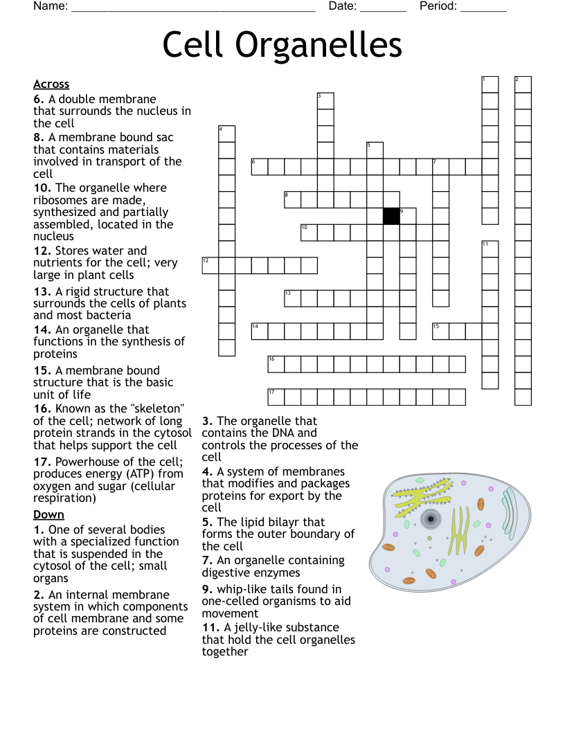 Cell Organelles Crossword