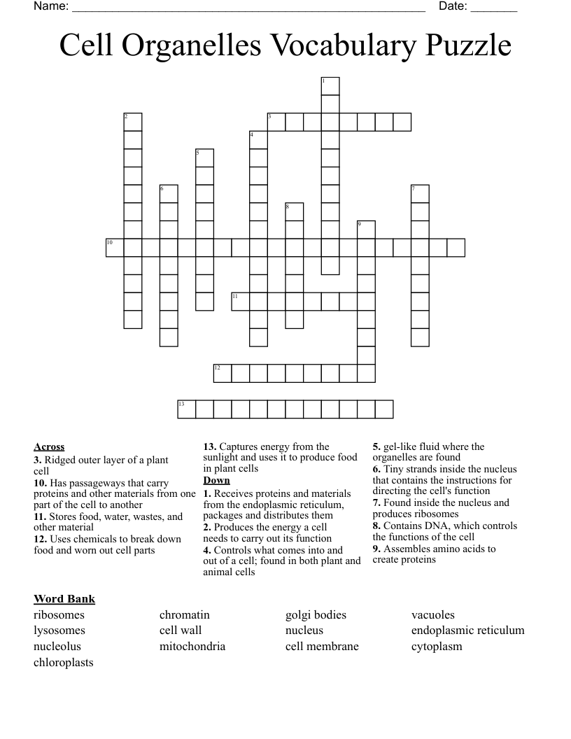 Cell Organelles Vocabulary Puzzle Crossword