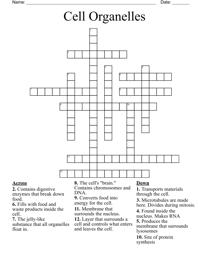 Cell Organelles  Crossword