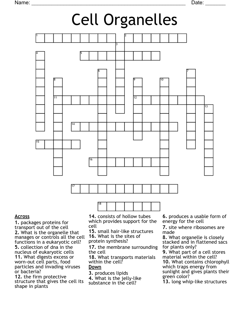 Cell Organelles  Crossword