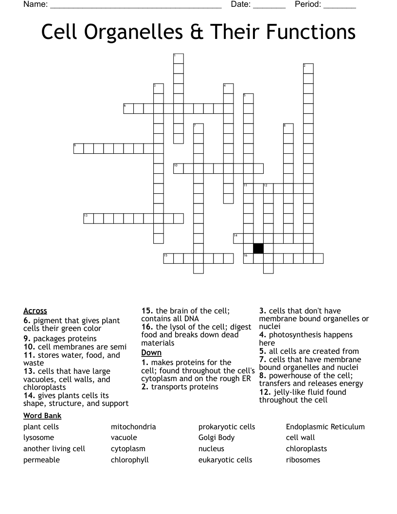 Cell Organelles & Their Functions Crossword