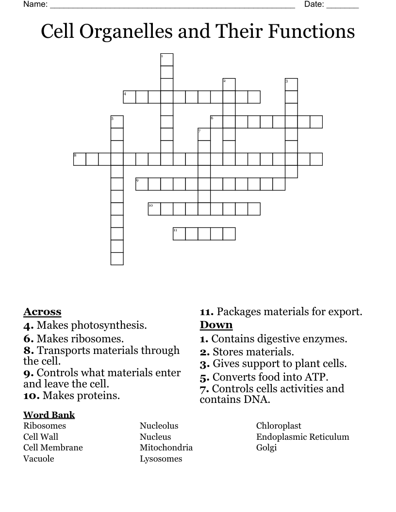 Cell Organelles and Their Functions Crossword