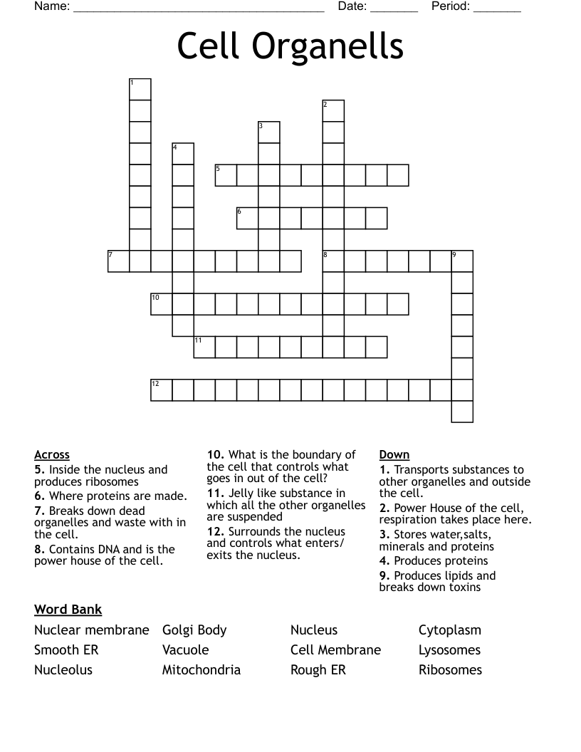 Cell Organells Crossword