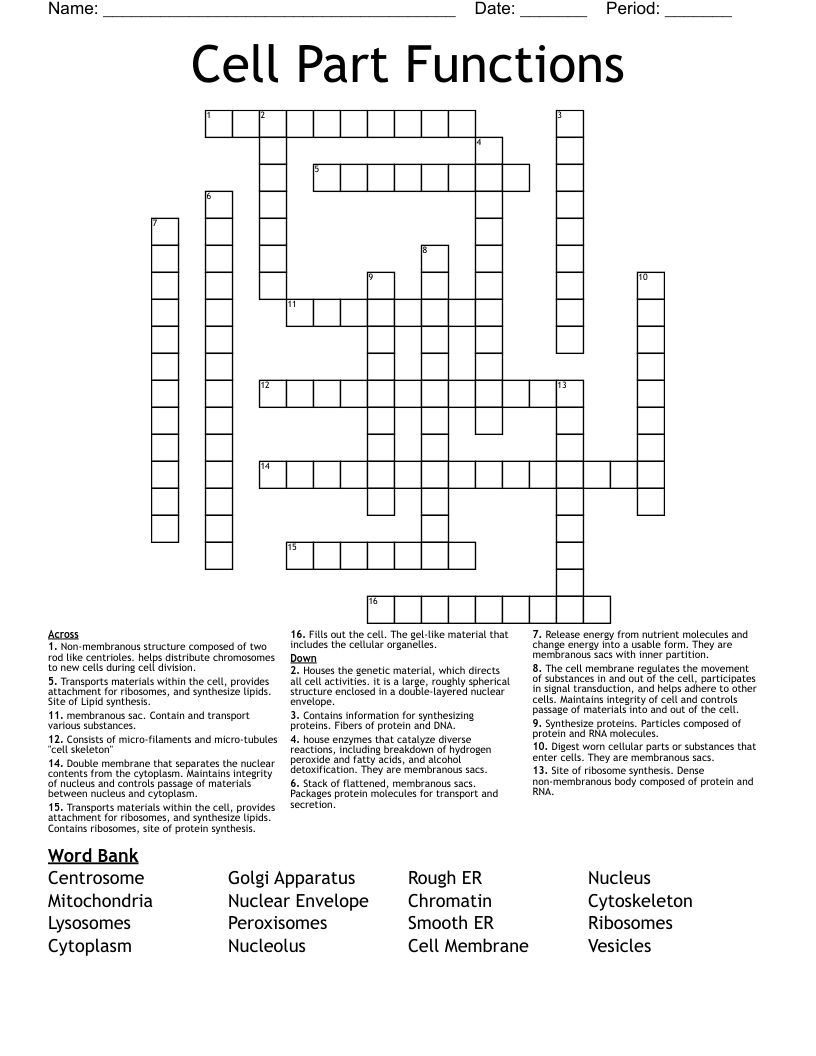 Cell Part Functions Crossword