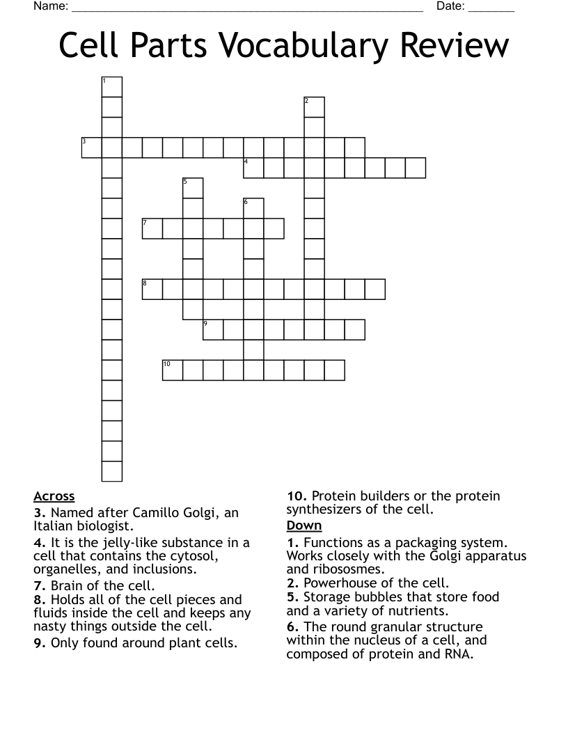 Cell Parts Vocabulary Review Crossword