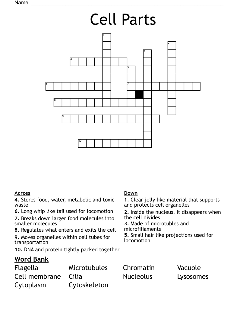 Cell Parts  Crossword