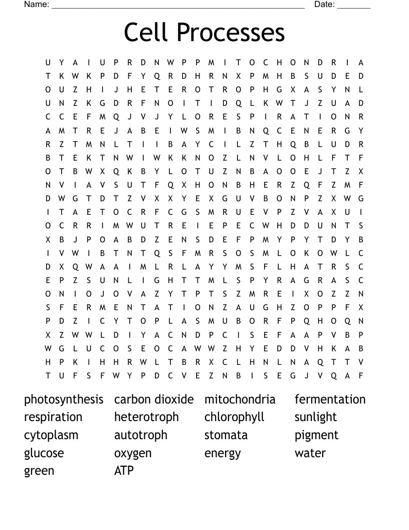 Cell Processes Word Search
