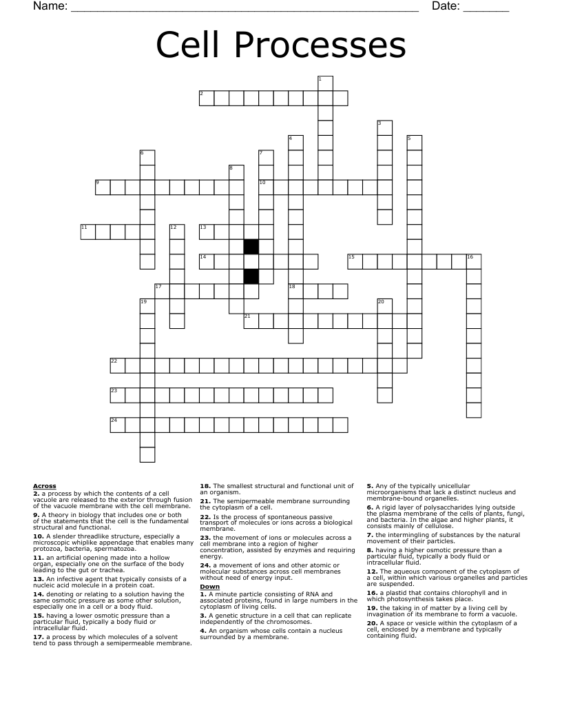 Cell Processes  Crossword