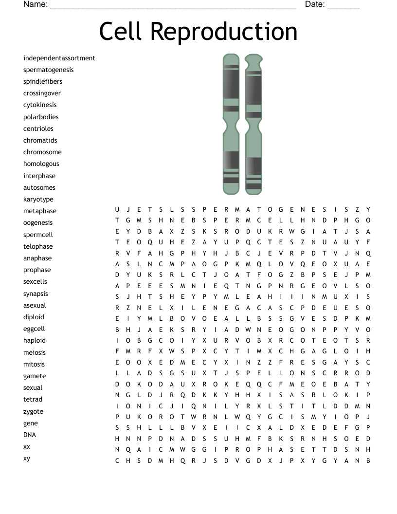 Cell Reproduction Word Search