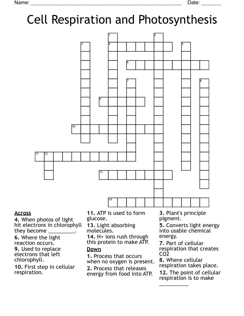 Cell Respiration and Photosynthesis  Crossword