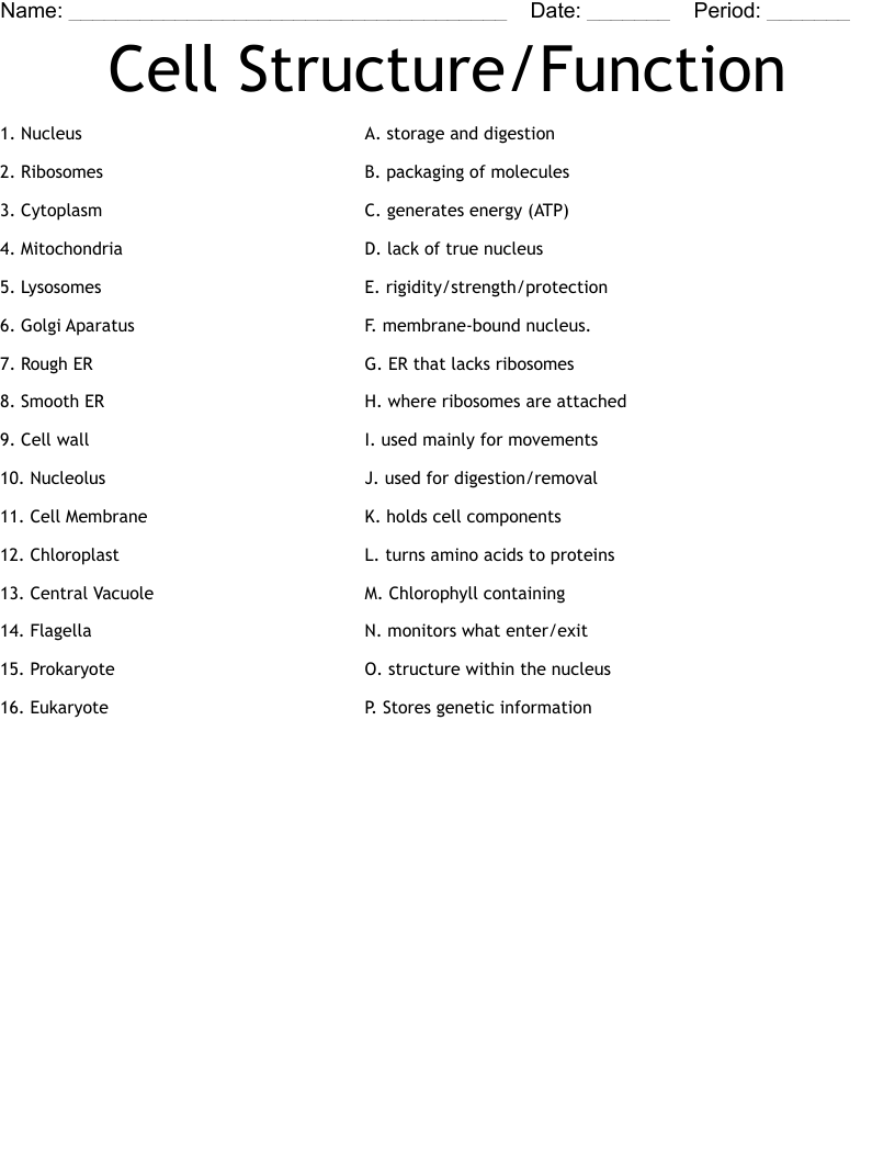 Cell Structure/Function Worksheet