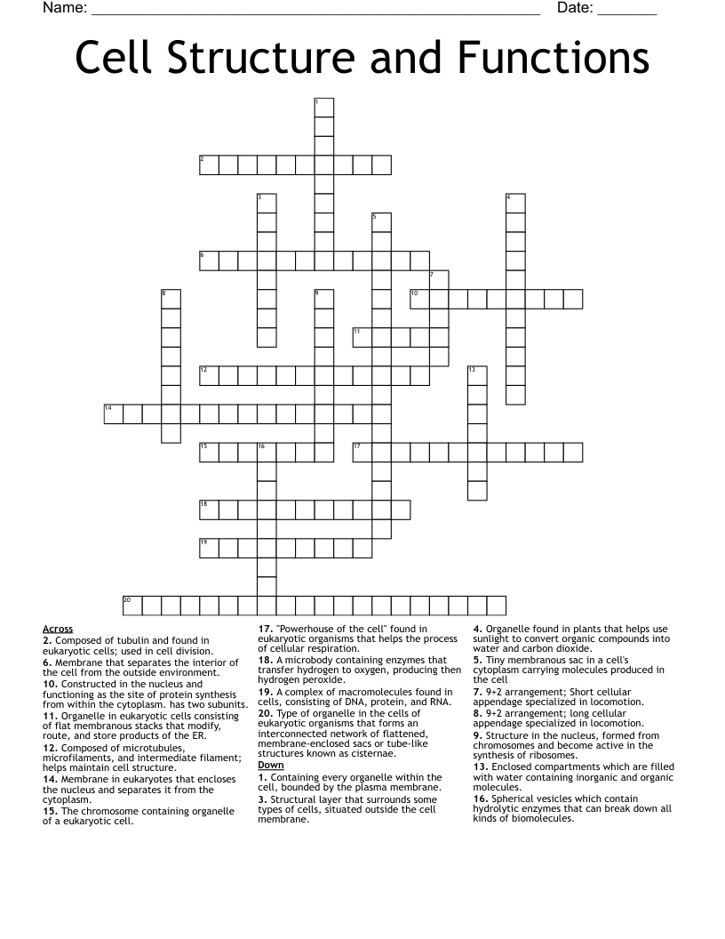 Cell Structure and Functions Crossword