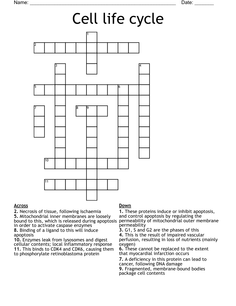 Cell life cycle Crossword