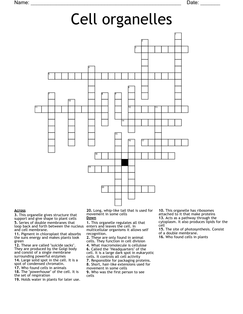 Cell organelles Crossword