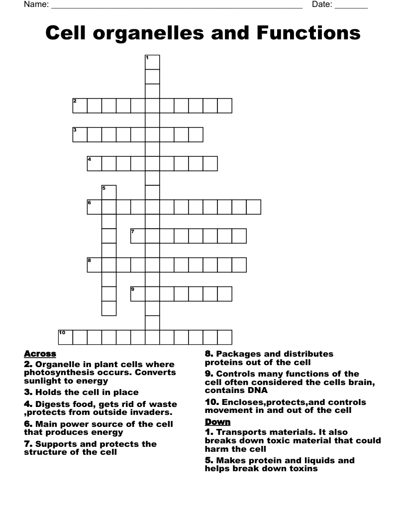 Cell organelles and Functions  Crossword