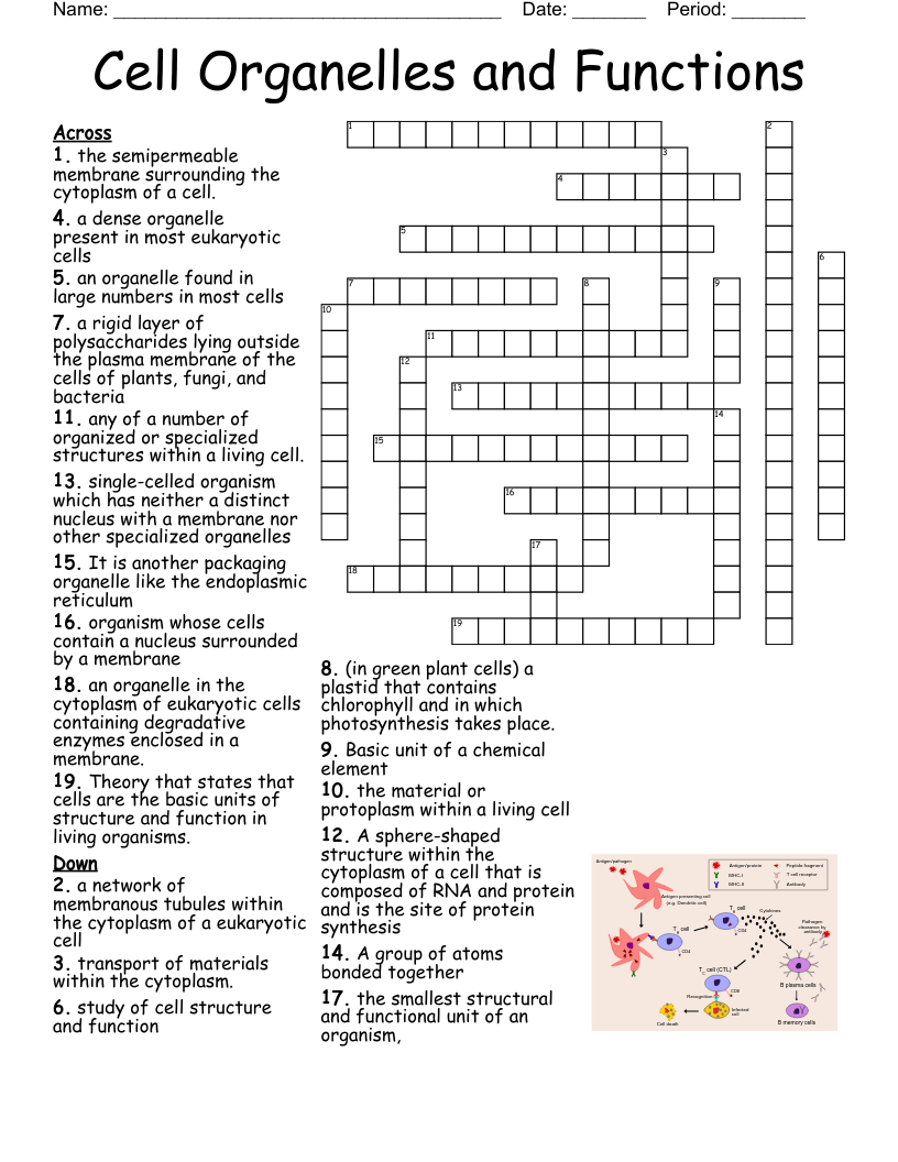 Cell Organelles and Functions Crossword