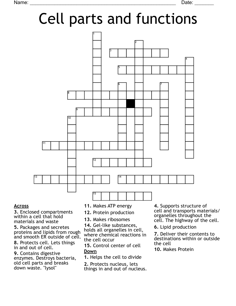 Cell parts and functions Crossword
