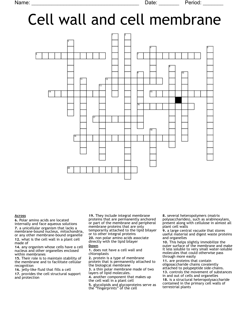 Cell wall and cell membrane  Crossword