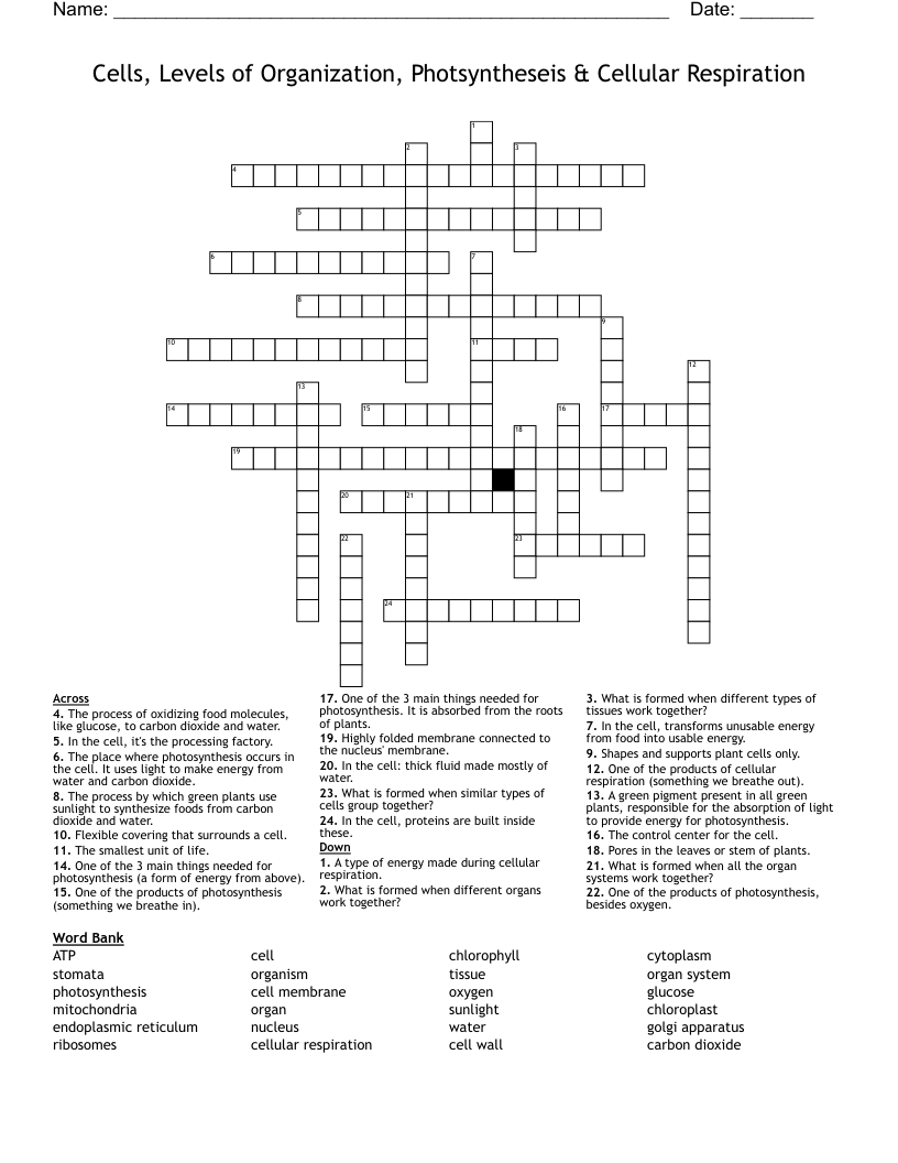 Cells, Levels of Organization, Photsyntheseis & Cellular Respiration Crossword