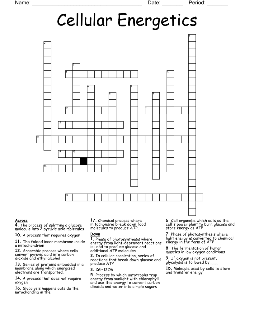 Cellular Energetics Crossword