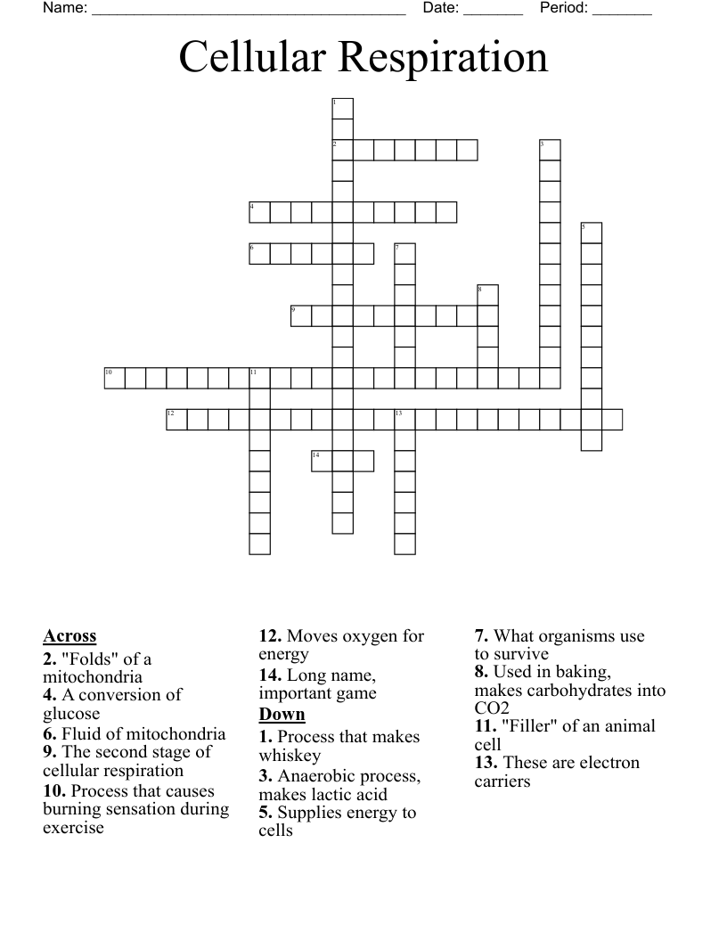 Cellular Respiration Crossword