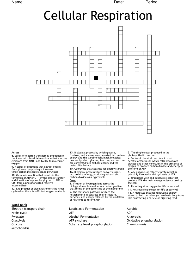 Cellular Respiration Crossword
