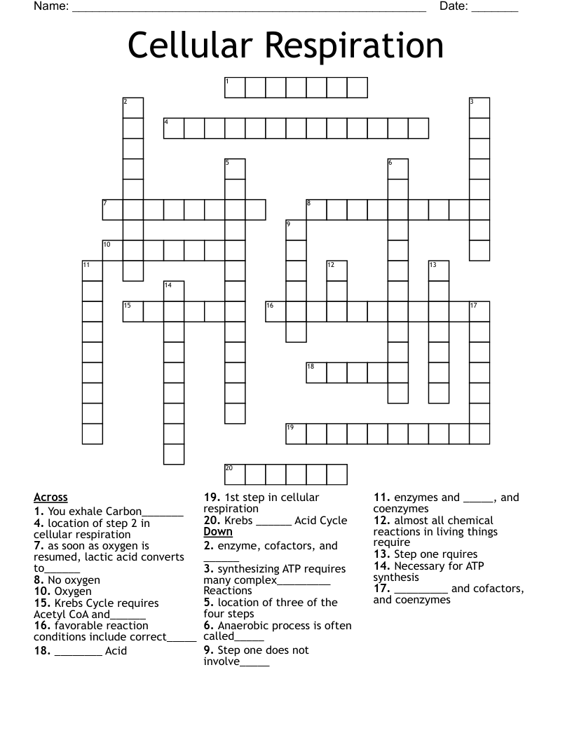 Cellular Respiration Crossword