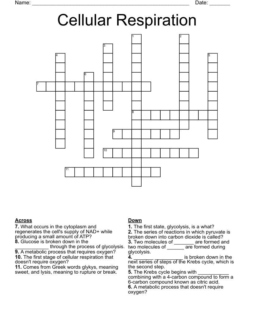 Cellular Respiration Crossword