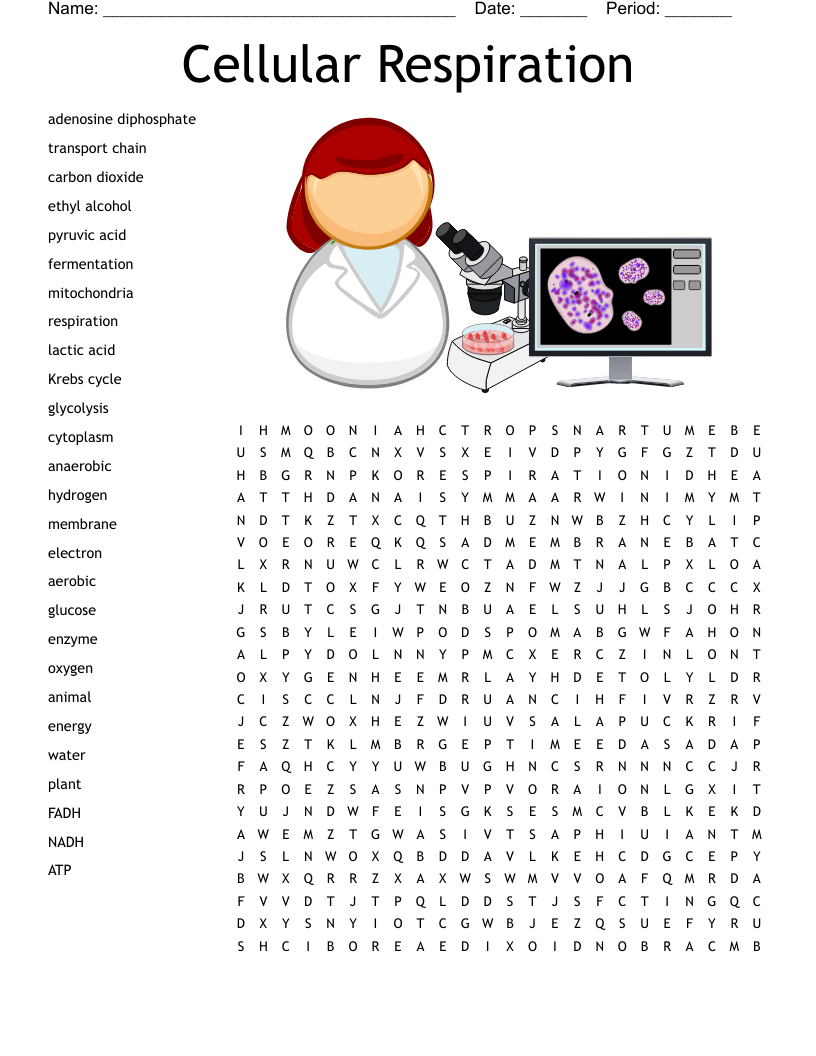 Cellular Respiration Word Search