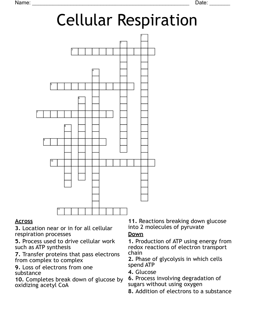Cellular Respiration Crossword