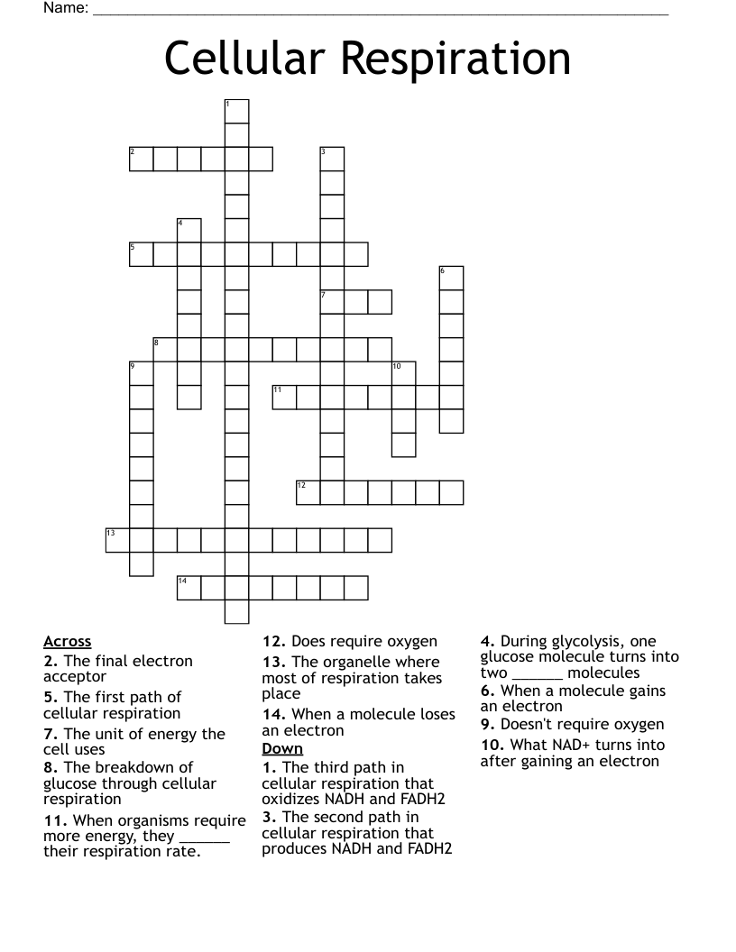 Cellular Respiration Crossword