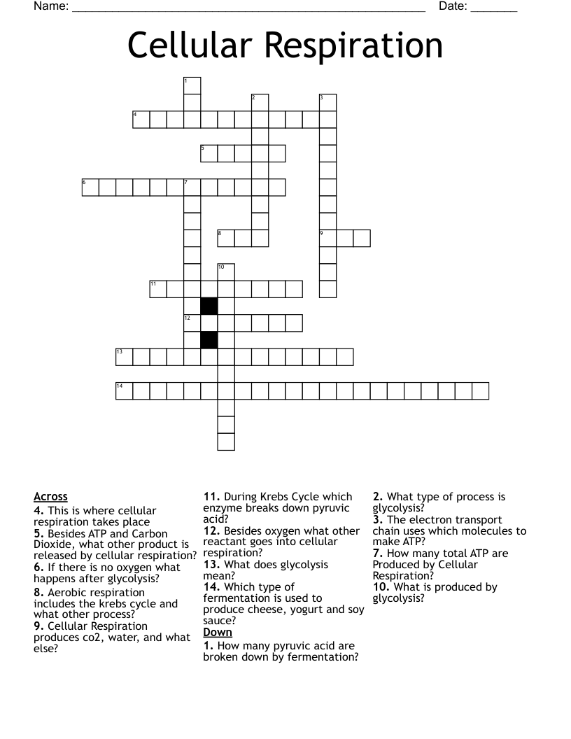 Cellular Respiration Crossword