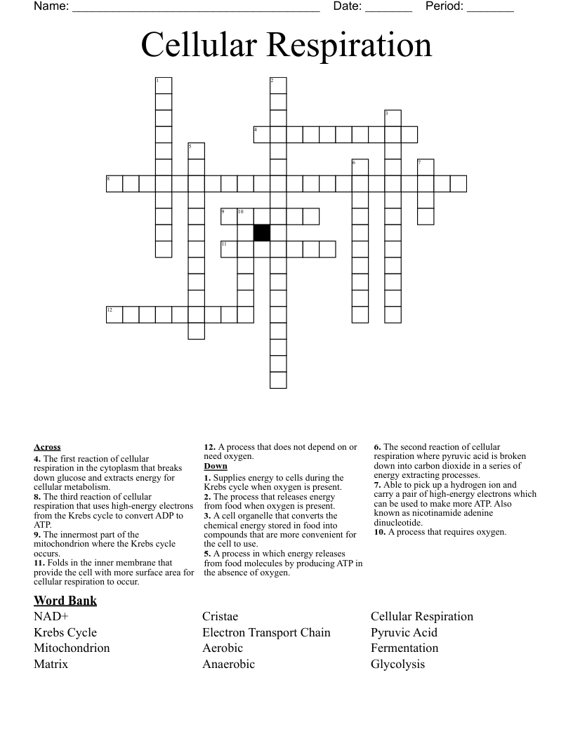 Cellular Respiration Crossword