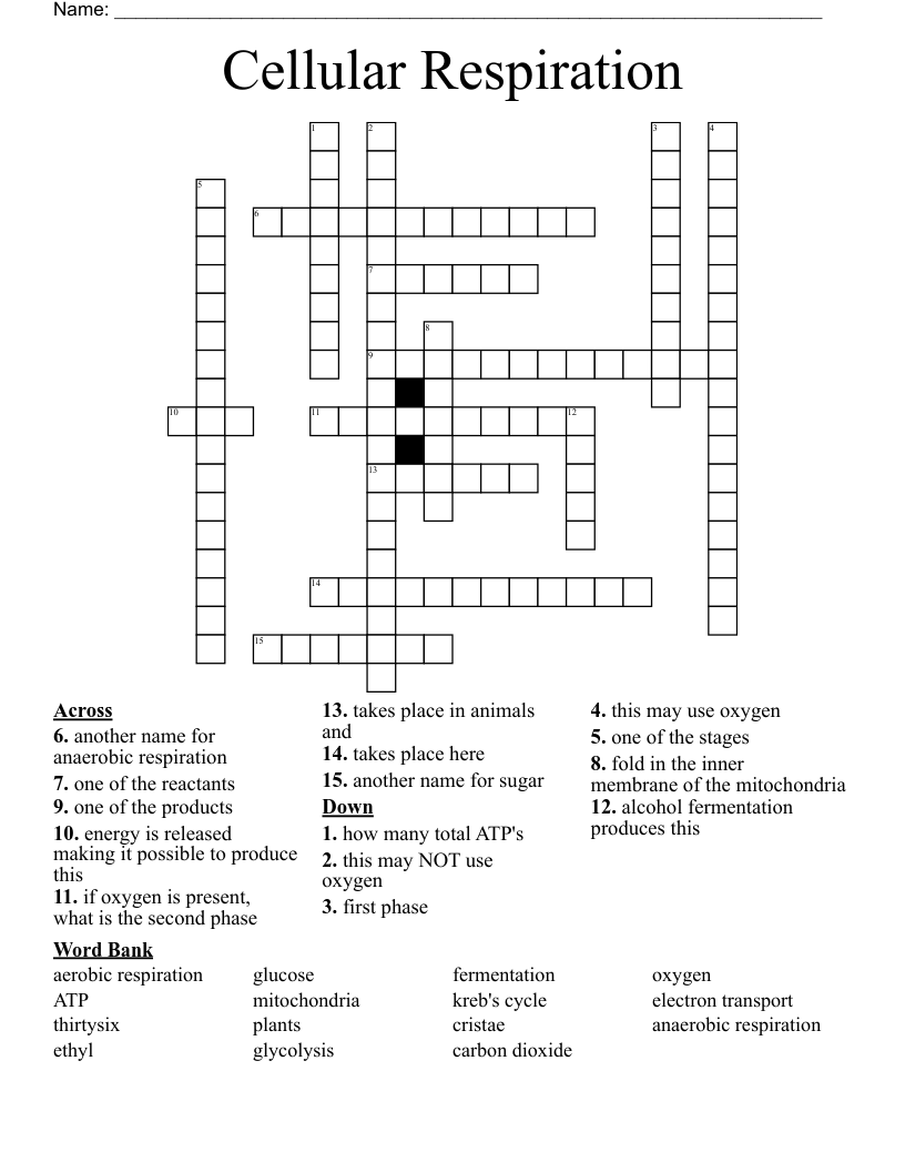 Cellular Respiration Crossword