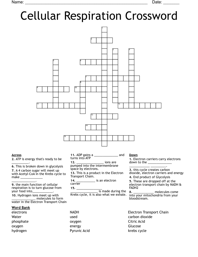 Cellular Respiration Crossword