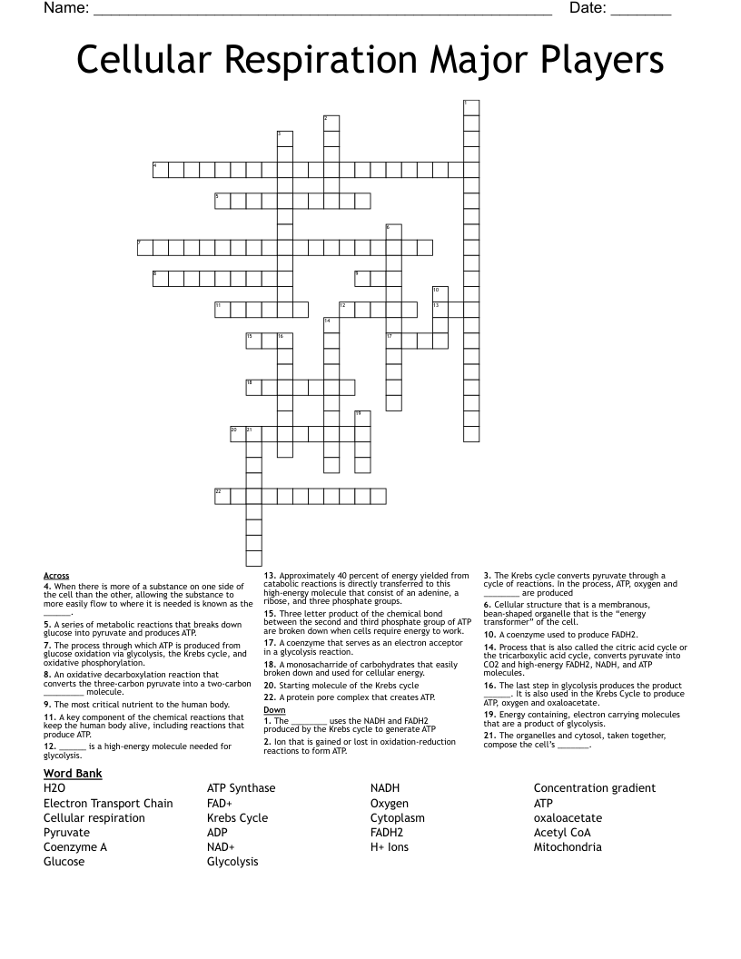 Cellular Respiration Major Players Crossword