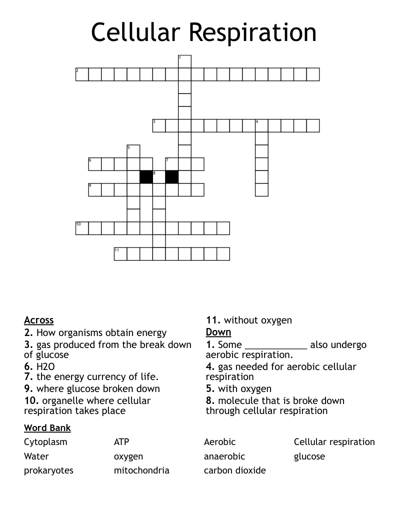Cellular Respiration  Crossword