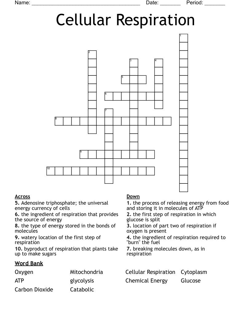 Cellular Respiration  Crossword